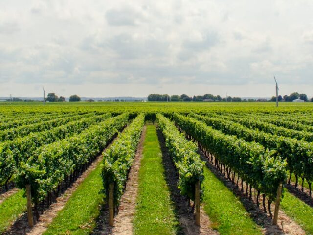 Cultivating Care: Health Insurance for Farmers