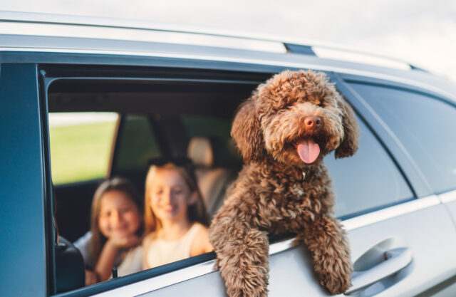 Pet Insurance CaliforniaChoice