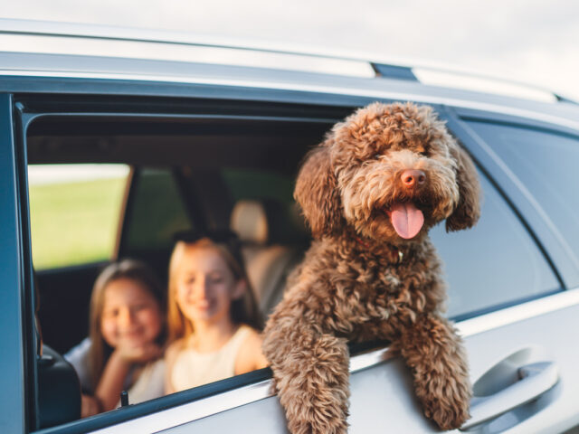 Paws-itively Purr-fect News: Pet Insurance Now Available Through CaliforniaChoice